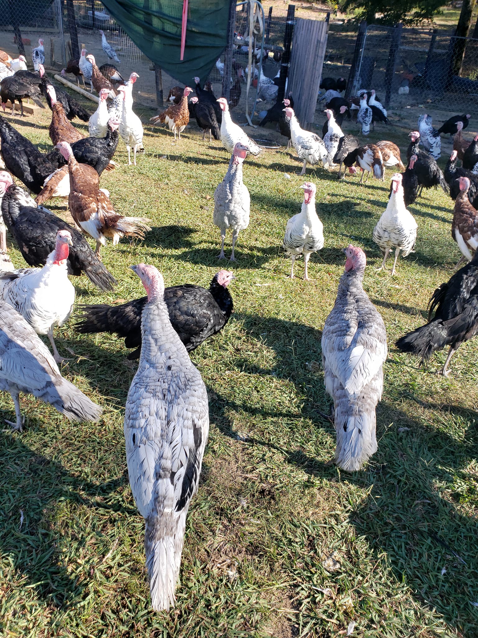 R & R Poultry and Livestock | New Hope AL