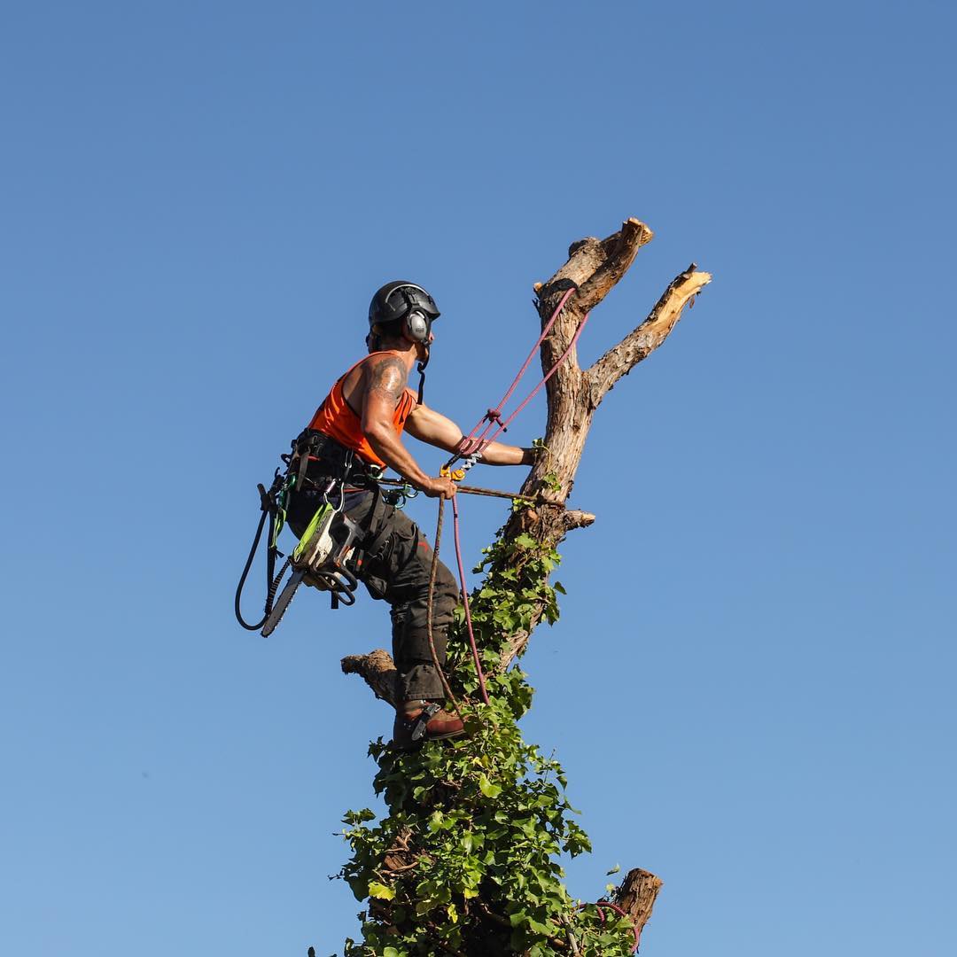 Trav's Tree Services | Melbourne VIC