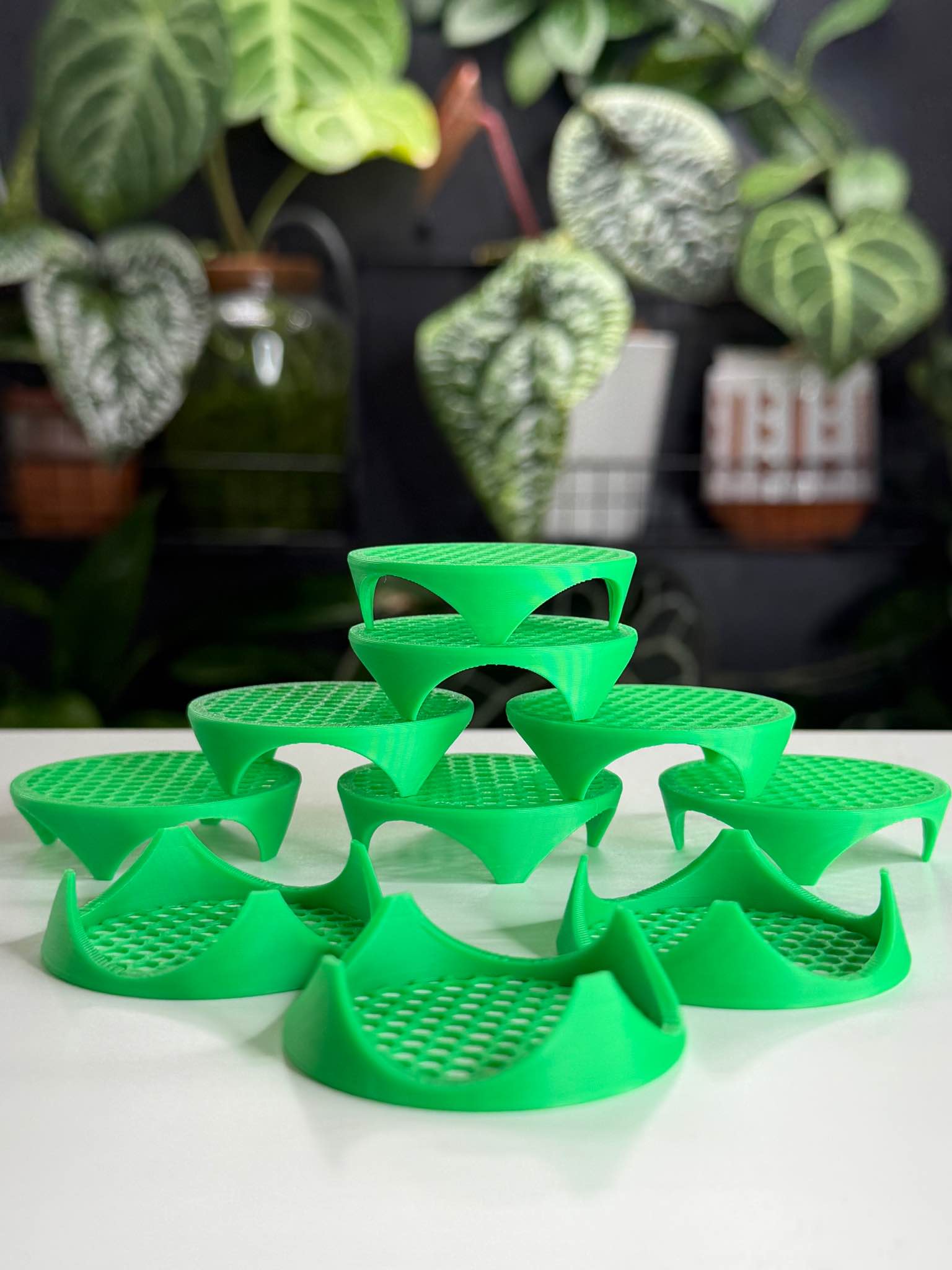 Corm Riser | Alocasia Propagation Discs (x10) - Aquariums | Facebook ...