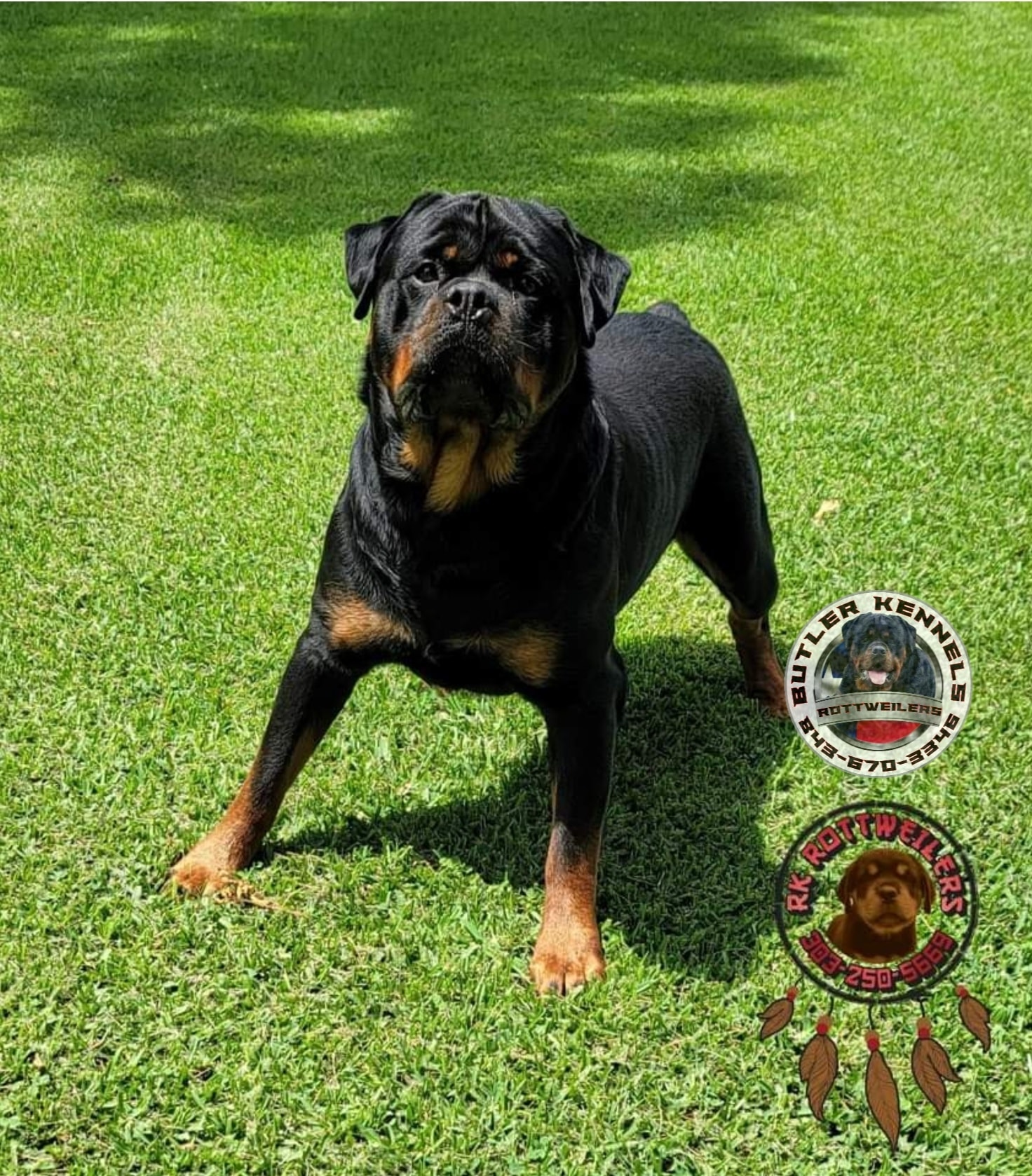 Ace Von Haus Butler This guy... - Butler Kennels Rottweilers | Facebook