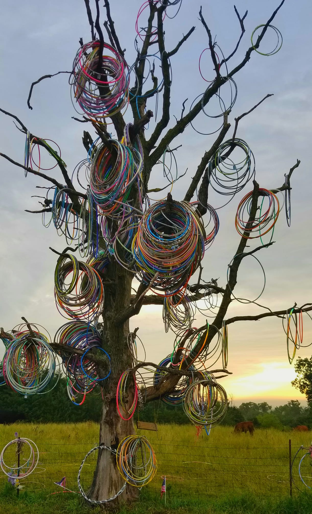Iowa's former hula hoop tree in Amber