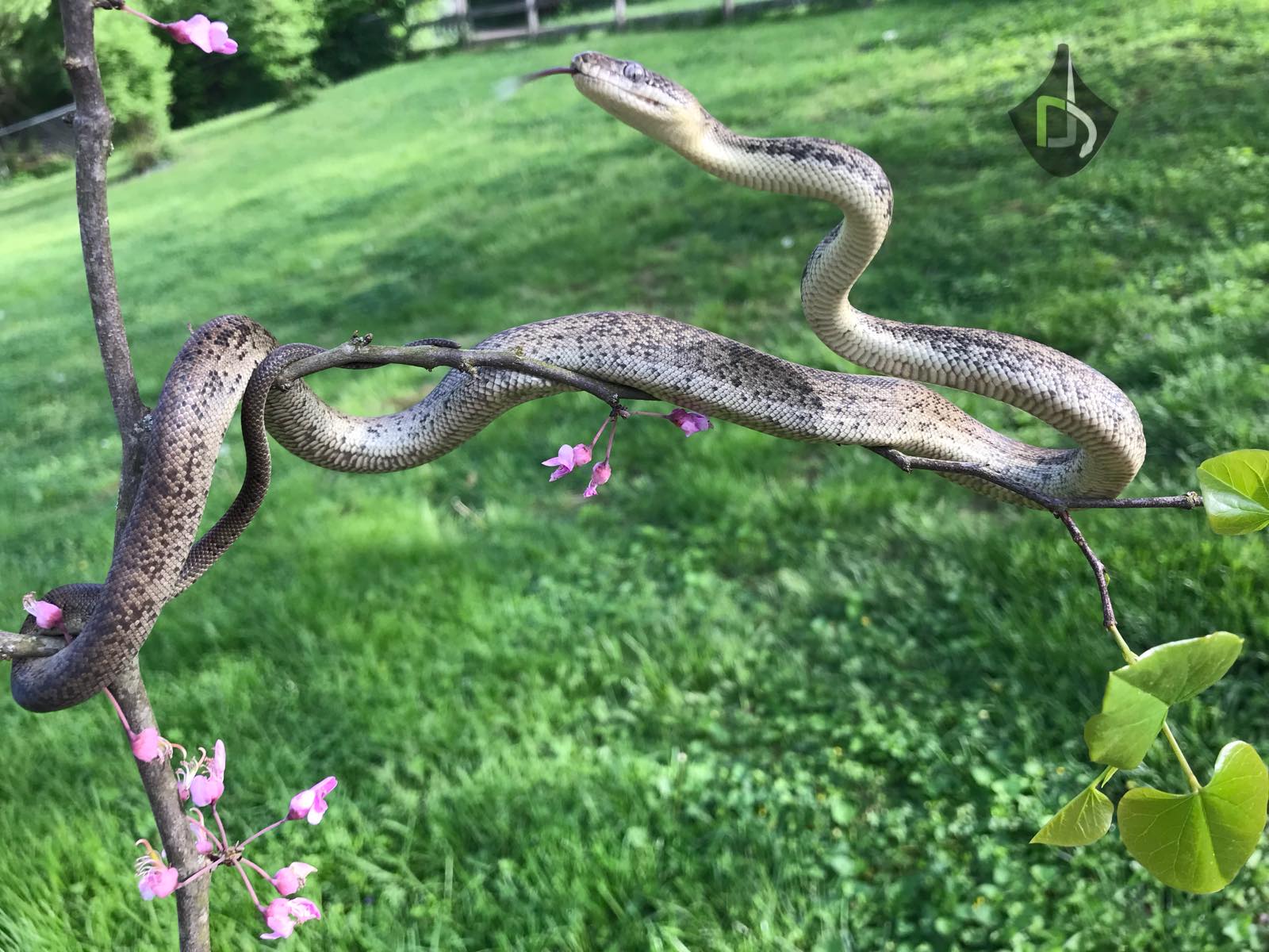 RAD Reptiles - Macklot’s Pythons (Liasis mackloti) are...