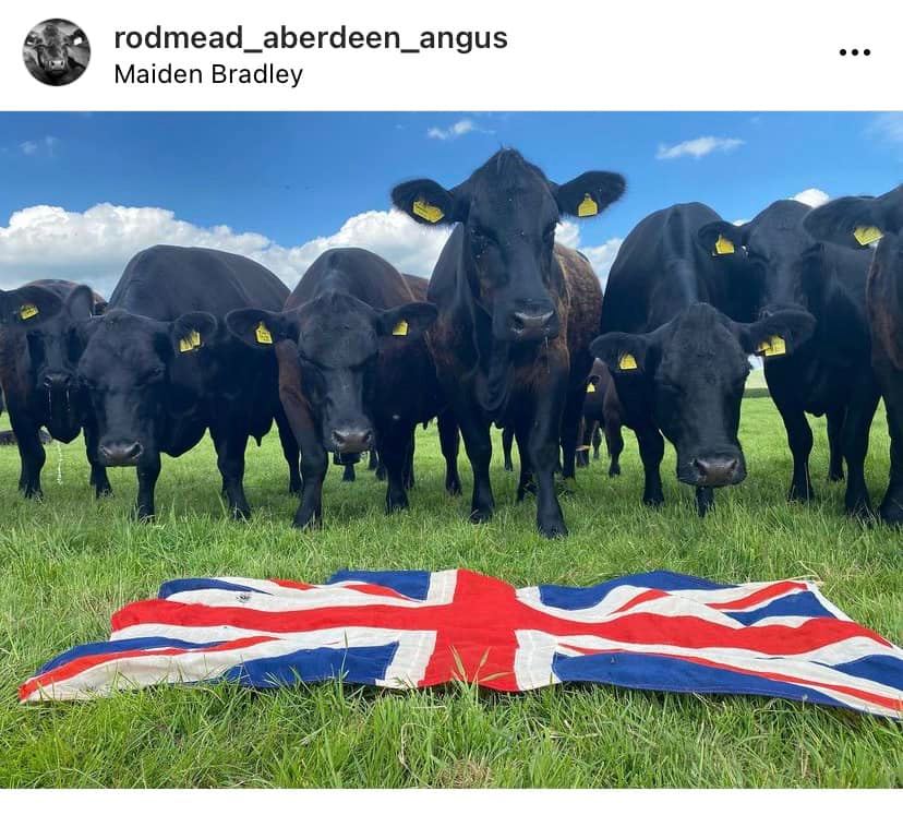 South West of England Aberdeen Angus Club - 🎉HERD WALK🎉 SUNDAY 18th ...