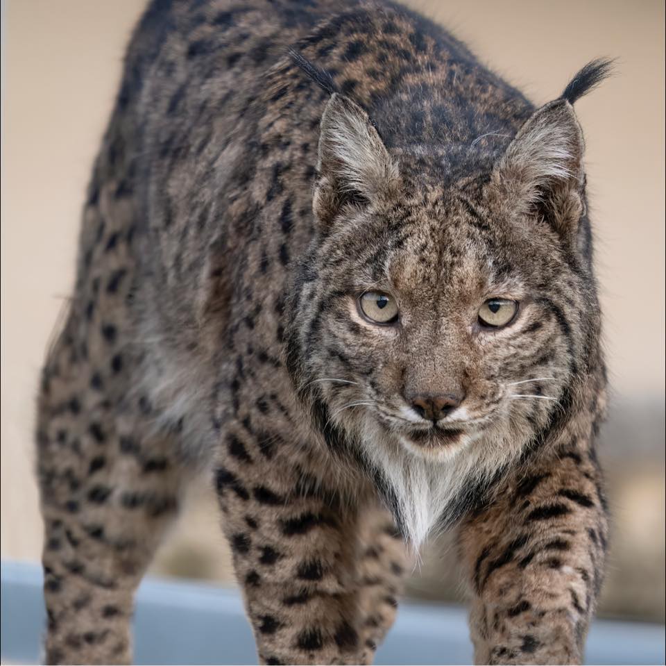 Cesar Gil Wildlife Photography