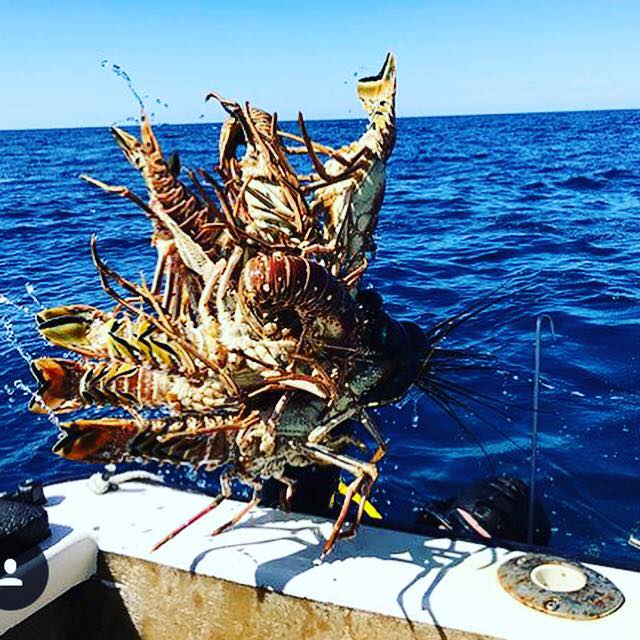 Lobsterlicious Dunk by... - Bahamas Sport Fishing Network | Facebook