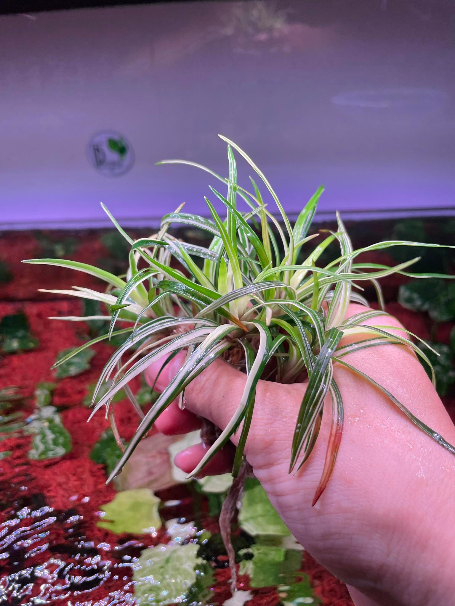 Hi everybody, many many aquatic plants must tryyy. - Bucephalandra