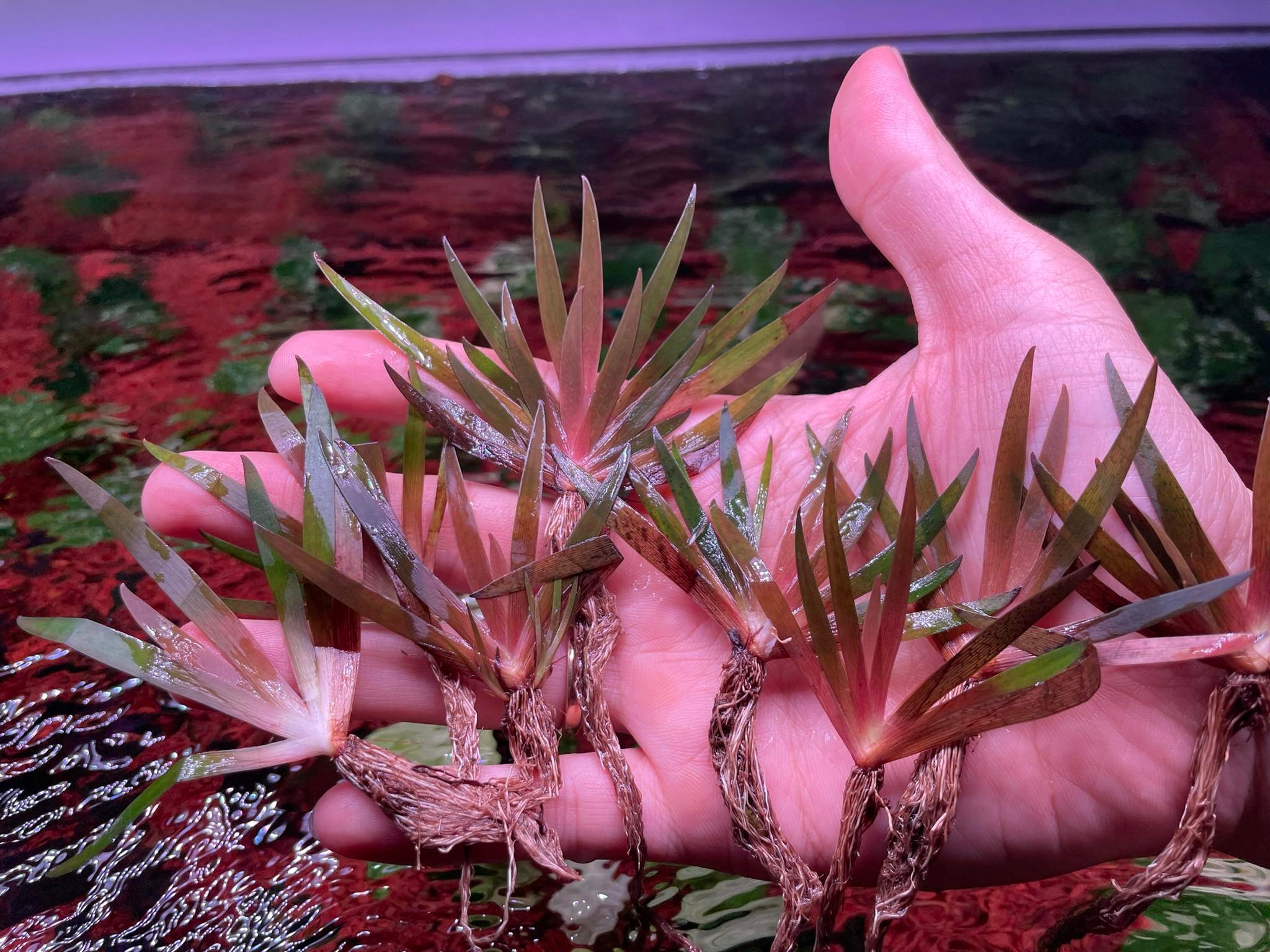 Hi everybody, many many aquatic plants must tryyy. - Bucephalandra