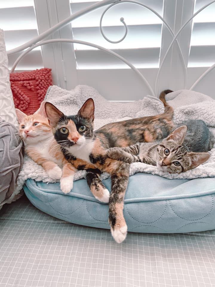 Rescue Cat Crew