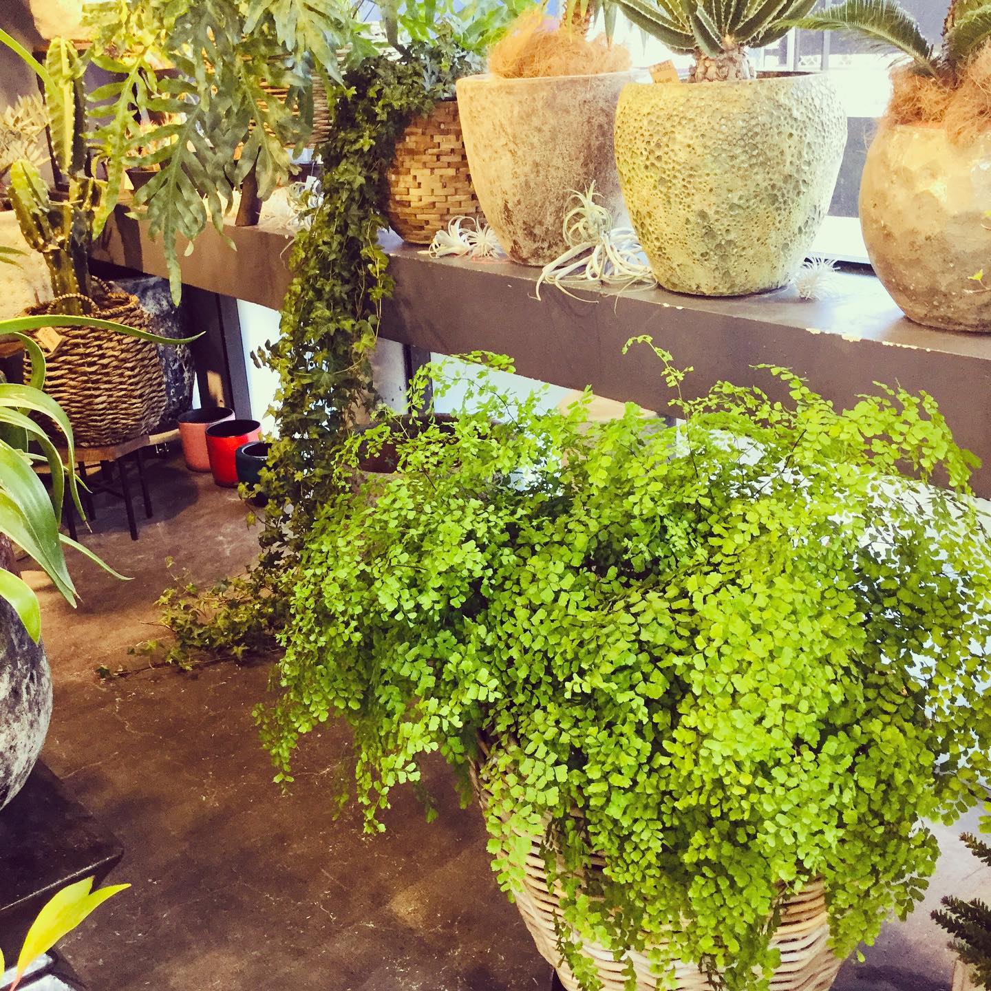 Dedica アジアンタム 芦屋花屋 花屋芦屋 Dedica インテリアプランツ おしゃれ Facebook