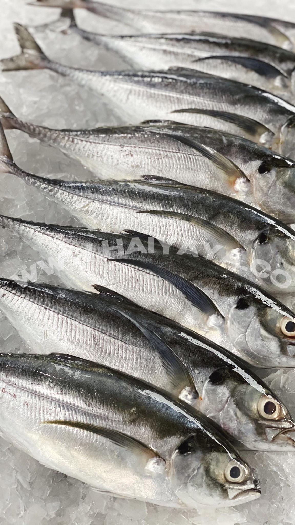 Haiyaya 海爷爷 - Fish Market... - Haiyaya 海爷爷 - Fish Market 海鲜市场