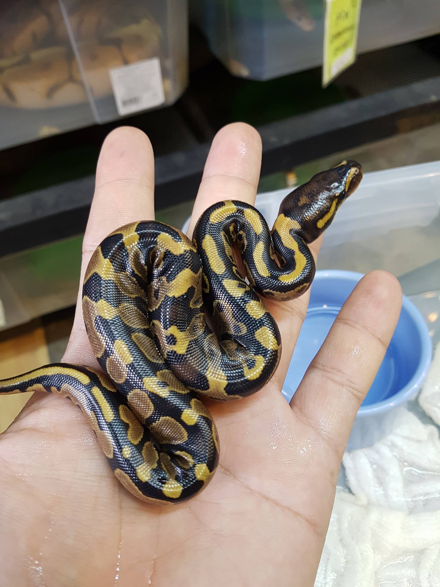 Chef Snake - ดูผ่านๆ...เหมือนไม่มีอะไร แต่ถ้ามองไปลงลึกๆ... | Facebook