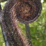 Let's Learn - Let's Learn about Rongoa Maori - Tradional...