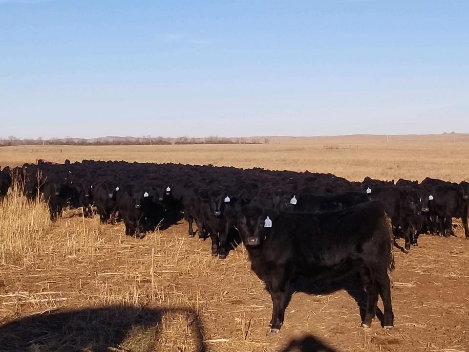 Gilbert Angus Ranch | Buffalo SD