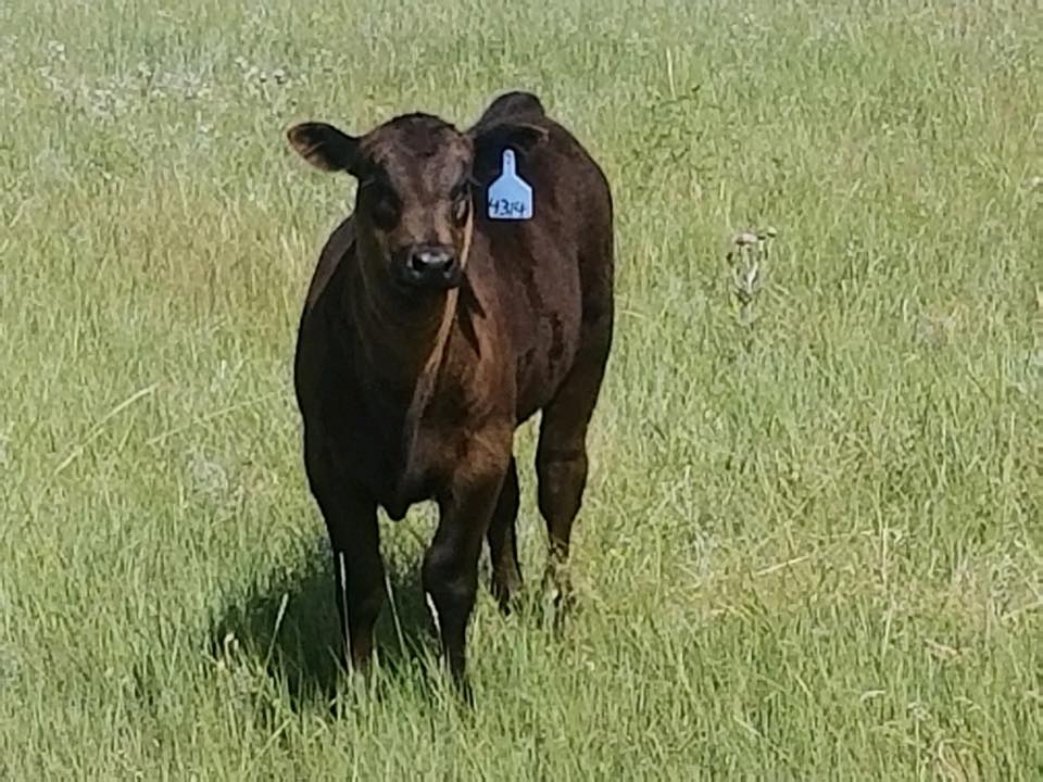 Gilbert Angus Ranch | Buffalo SD