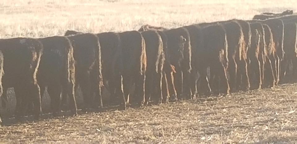 Gilbert Angus Ranch | Buffalo SD