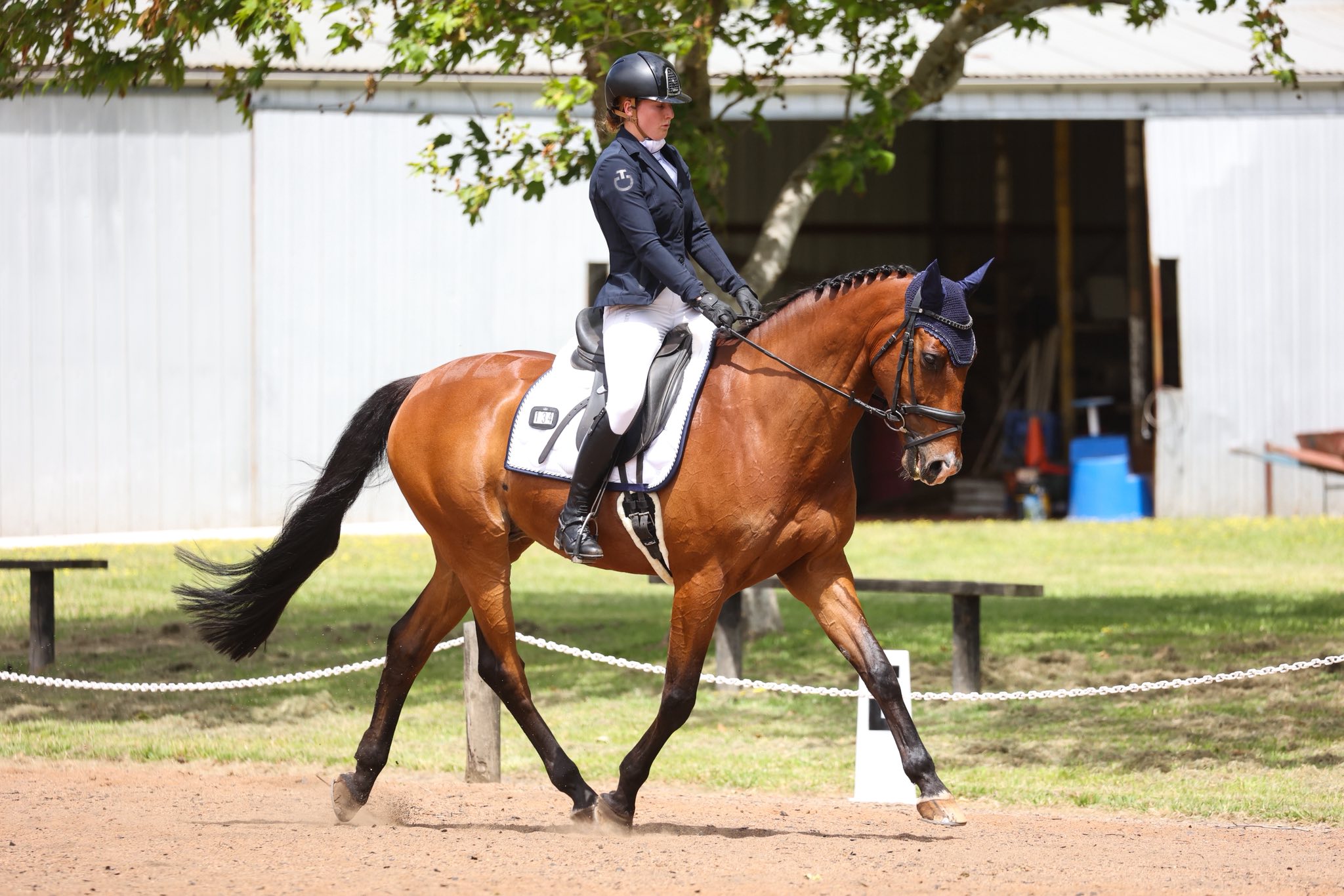Tiggy 🩷 CABRIO Z x WUP Tiggy is a full up 16.3 Iron grey mare. 5