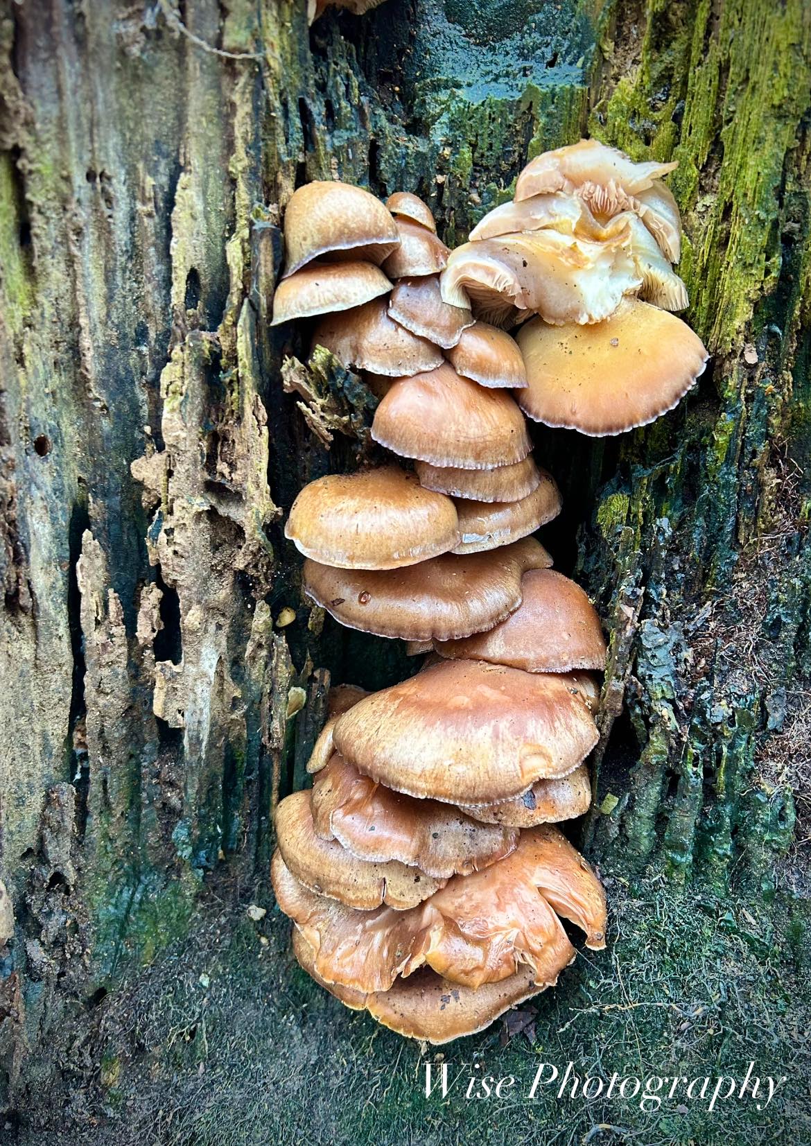 Fungi growing in tree trunk | Medina, OH