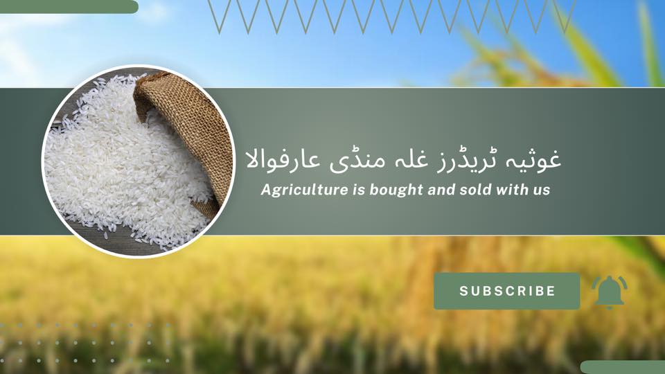 چاول کی دنیا حاجی انور کےساتھ pakistan Arifwala | Facebook