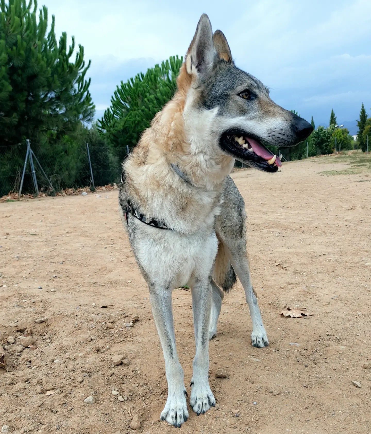 Pax Lobos de Bilsaru - Björn - Que bien me sientan las vacaciones!! # ...