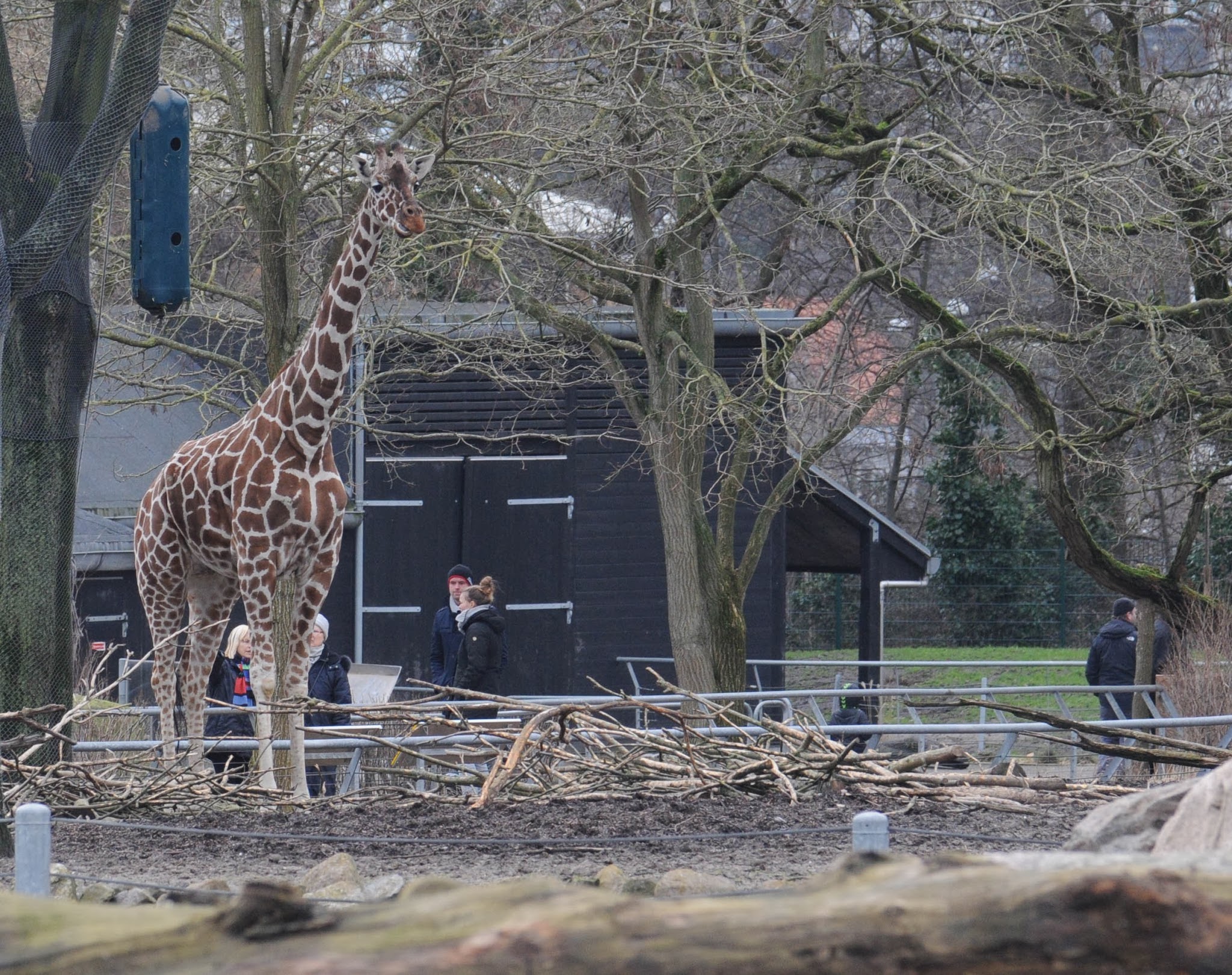 RIP Marius the giraffe