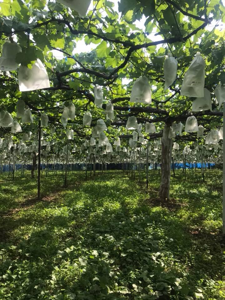 秋竹農園 - 全ての園の袋かけ完了です。 自分としてはこの光景が好きです。... | Facebook