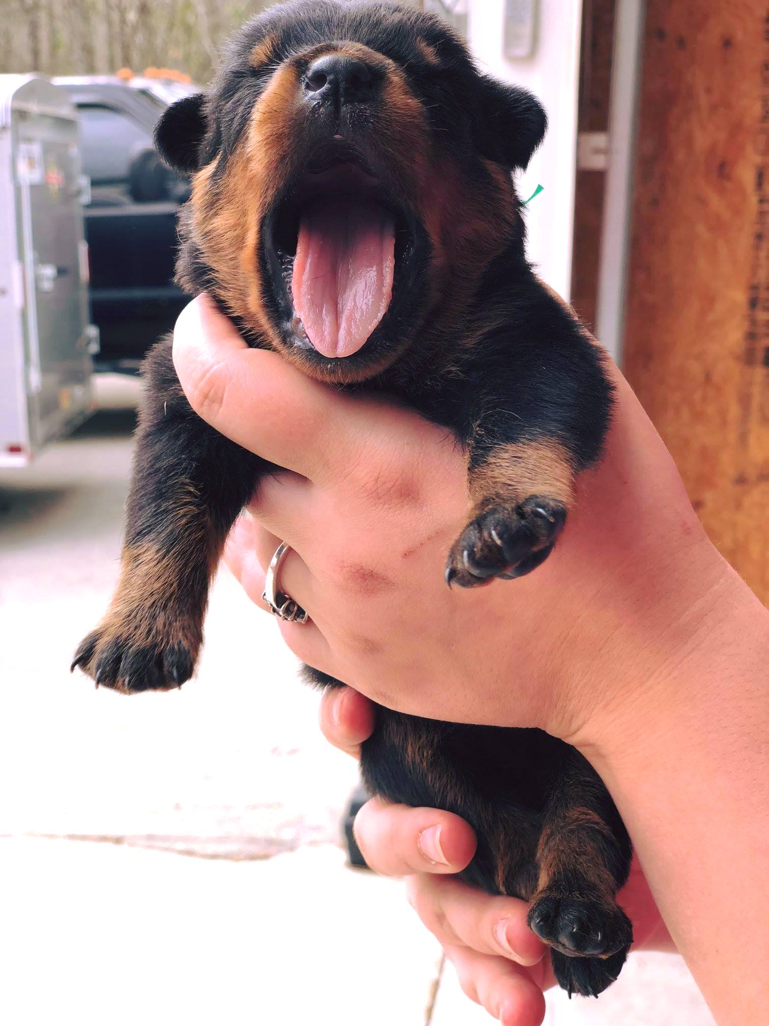 Mason Dixon Rottweilers | Sharpsburg GA
