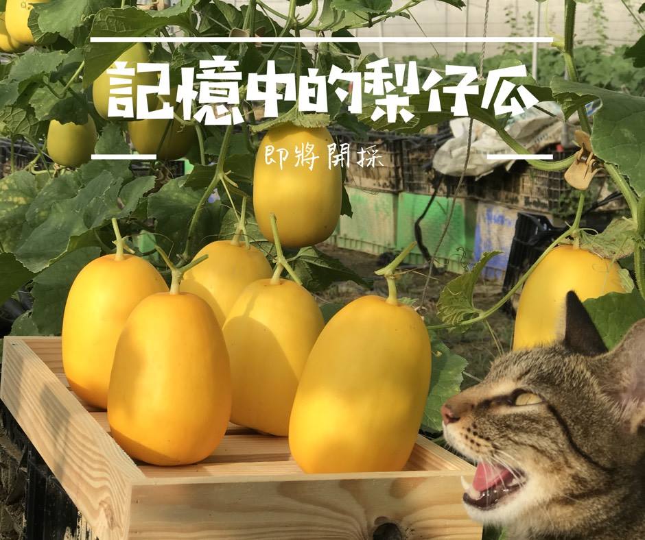 三小市集 - —— 記憶中的梨仔瓜 —— 文 / 市集夥伴 徐緯襦... | Facebook