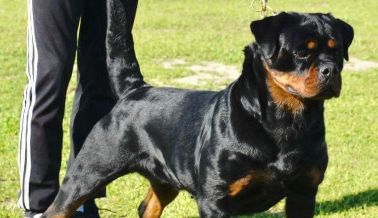 🔷FCI ALL BREED ⏩ROTTWEILER⏩DOBERMANN⏩GSD ict.Show,work,sport,guardian ...