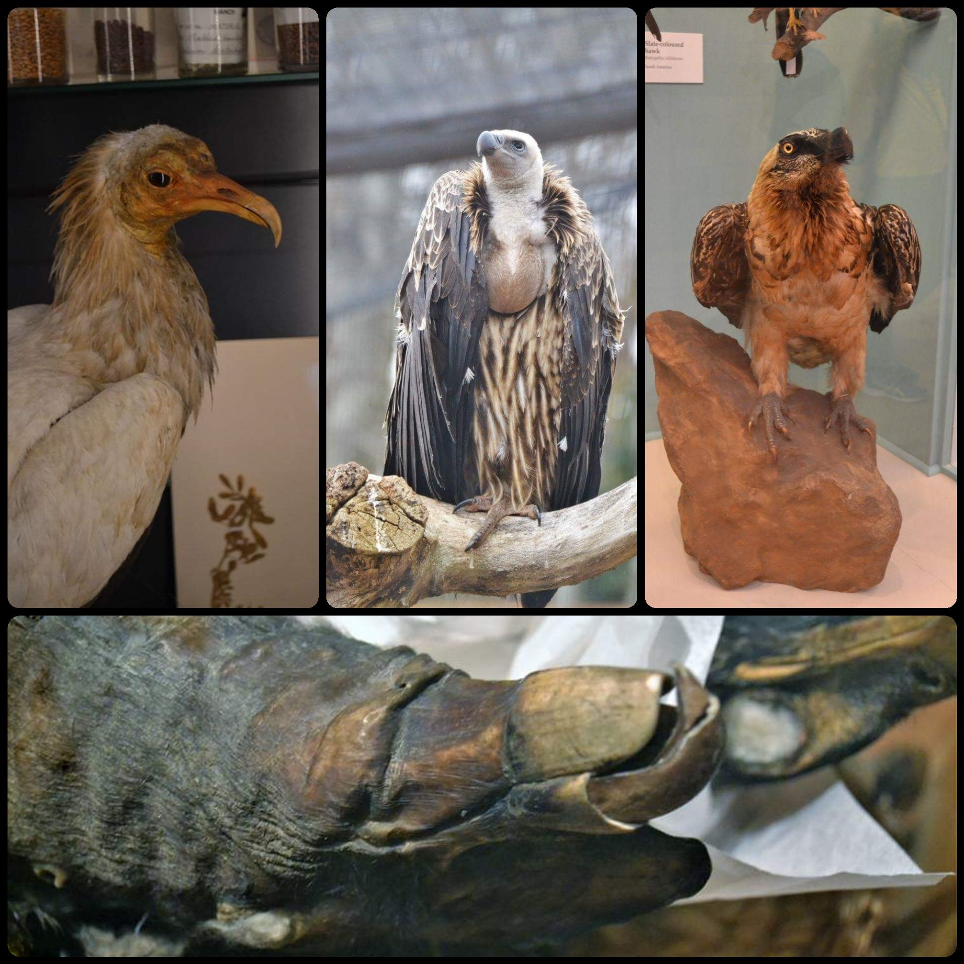 We're celebrating the world's best clean-up crew this Vulture