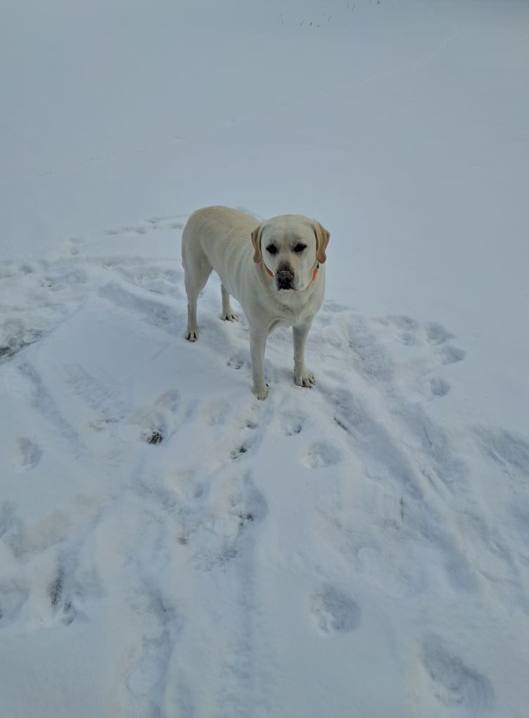 True English Labrador retrievers Fl/GA | Hello all, just joined the group