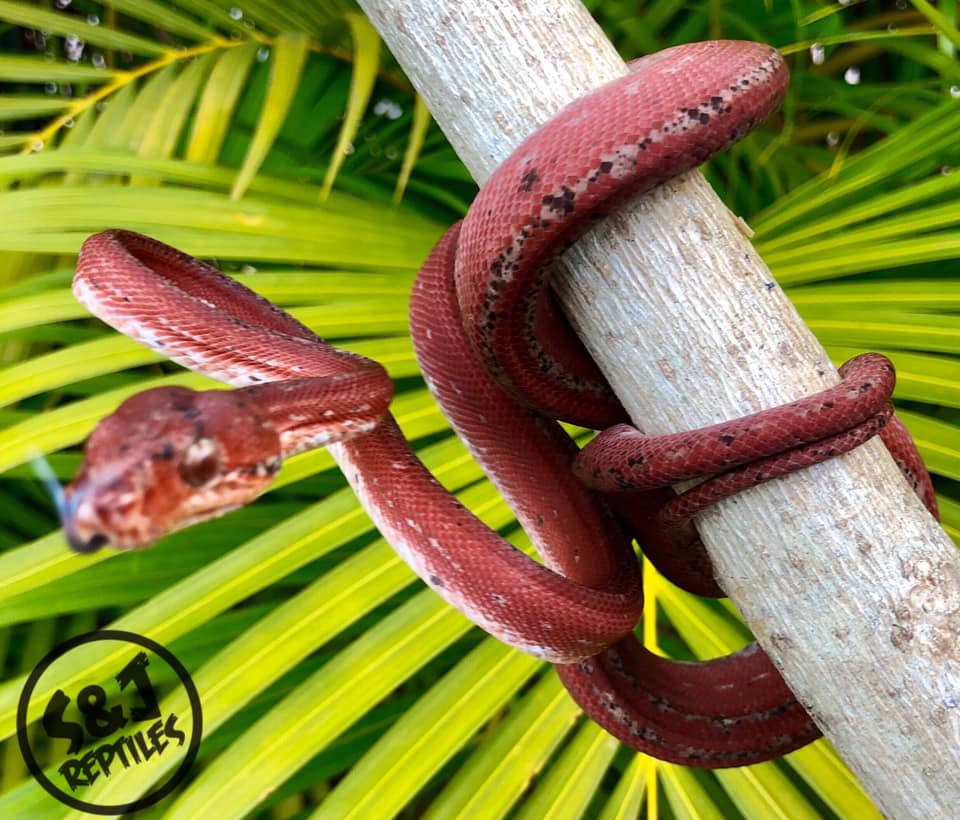 S&J Reptiles - Our new male Calico x Tiger ATB from Rory... | Facebook