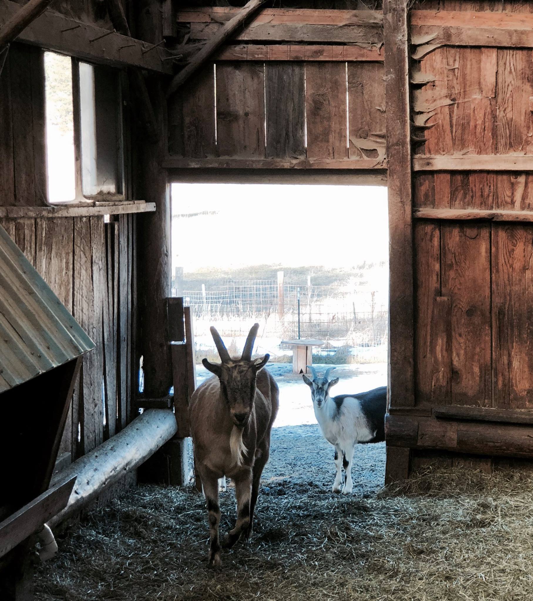 Meet Carlo, our tallest and most... - Willow-Witt Ranch | Facebook