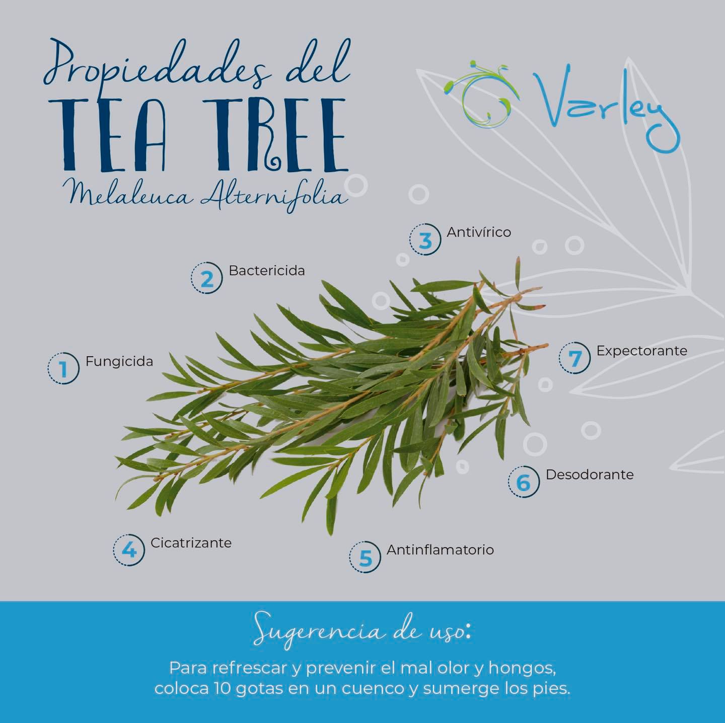 Varley Tea Tree Oil - Descubre los beneficios del Tea Tree (Melaleuca ...