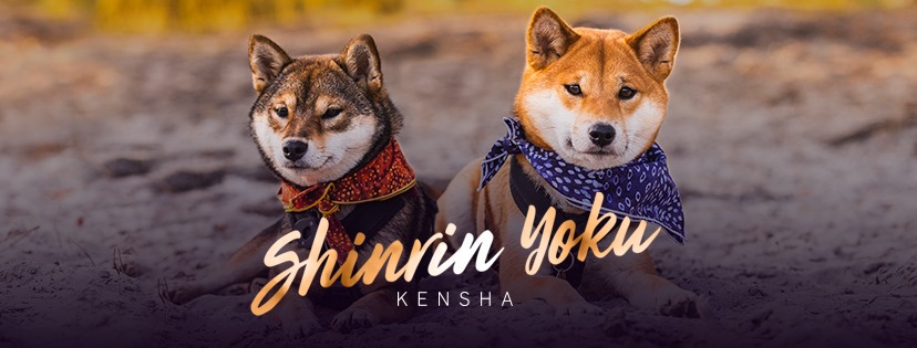 No minami... - No minami Kiba - Elevage familial de shiba-inu