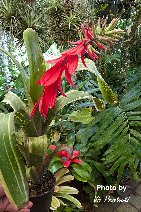 Billbergia 'Aubergine' bromeliad blooms with red bracts and purple