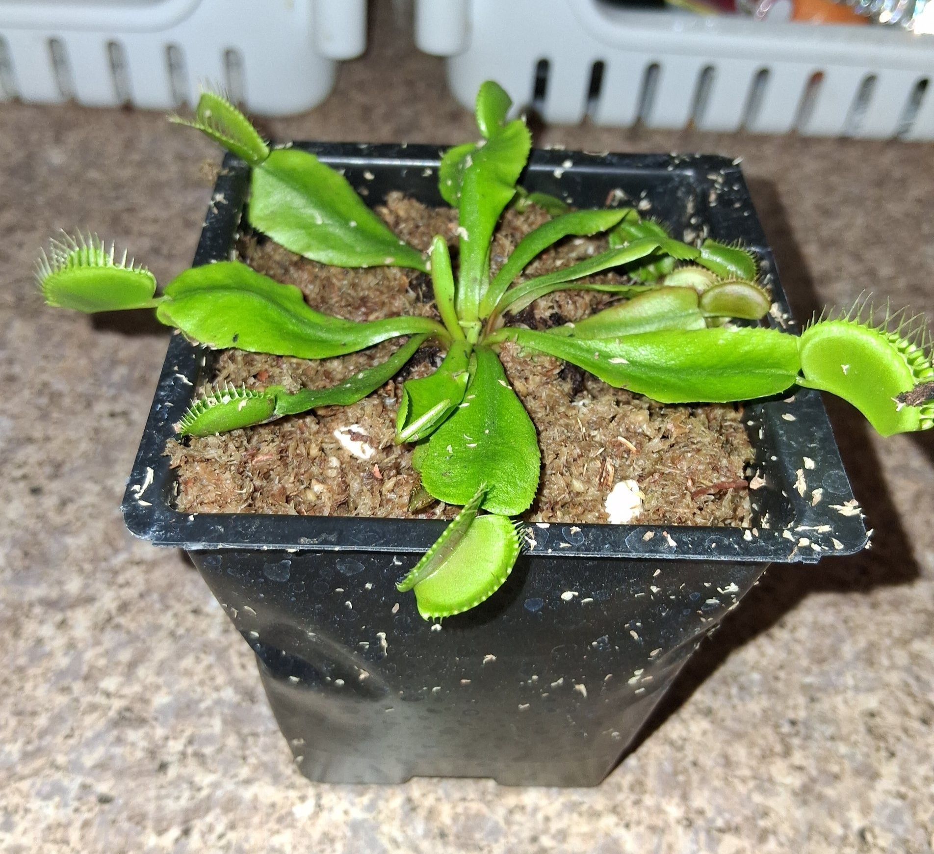 Can Scotts Disease Ex help enlarged and strengthen Venus flytrap?