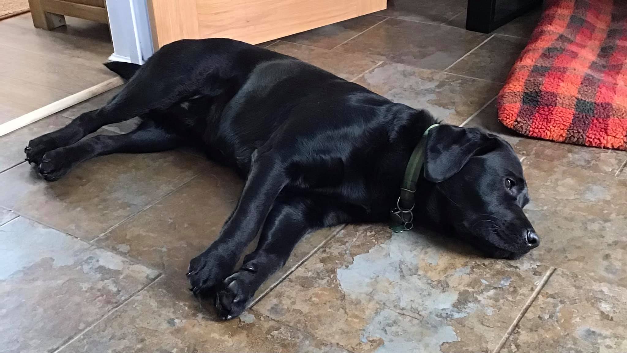 Kermit, my black Lab, who started my... - The Puppy Adviser