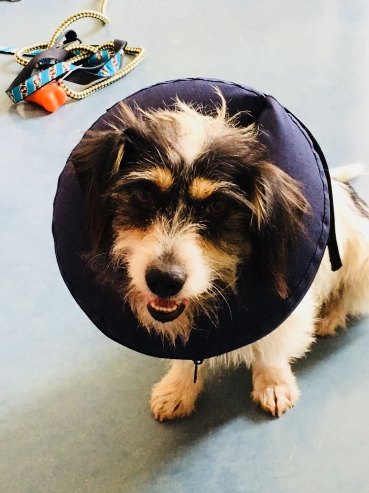 Ruff Life Resort INC | Fullerton CA