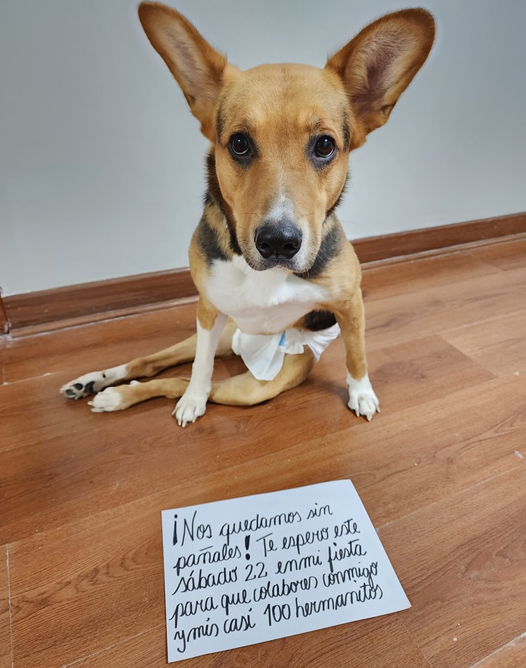 🆘️VICTORIA Y SUS HERMANITOS... - Milagros Perrunos | Facebook
