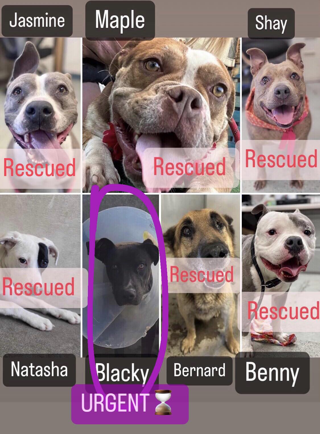 Dallas shelter dog needs home by 06/23
