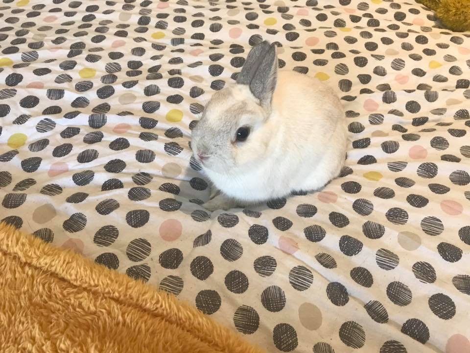 The Nethy Shed - Netherland Dwarf Rabbits Cornwall.