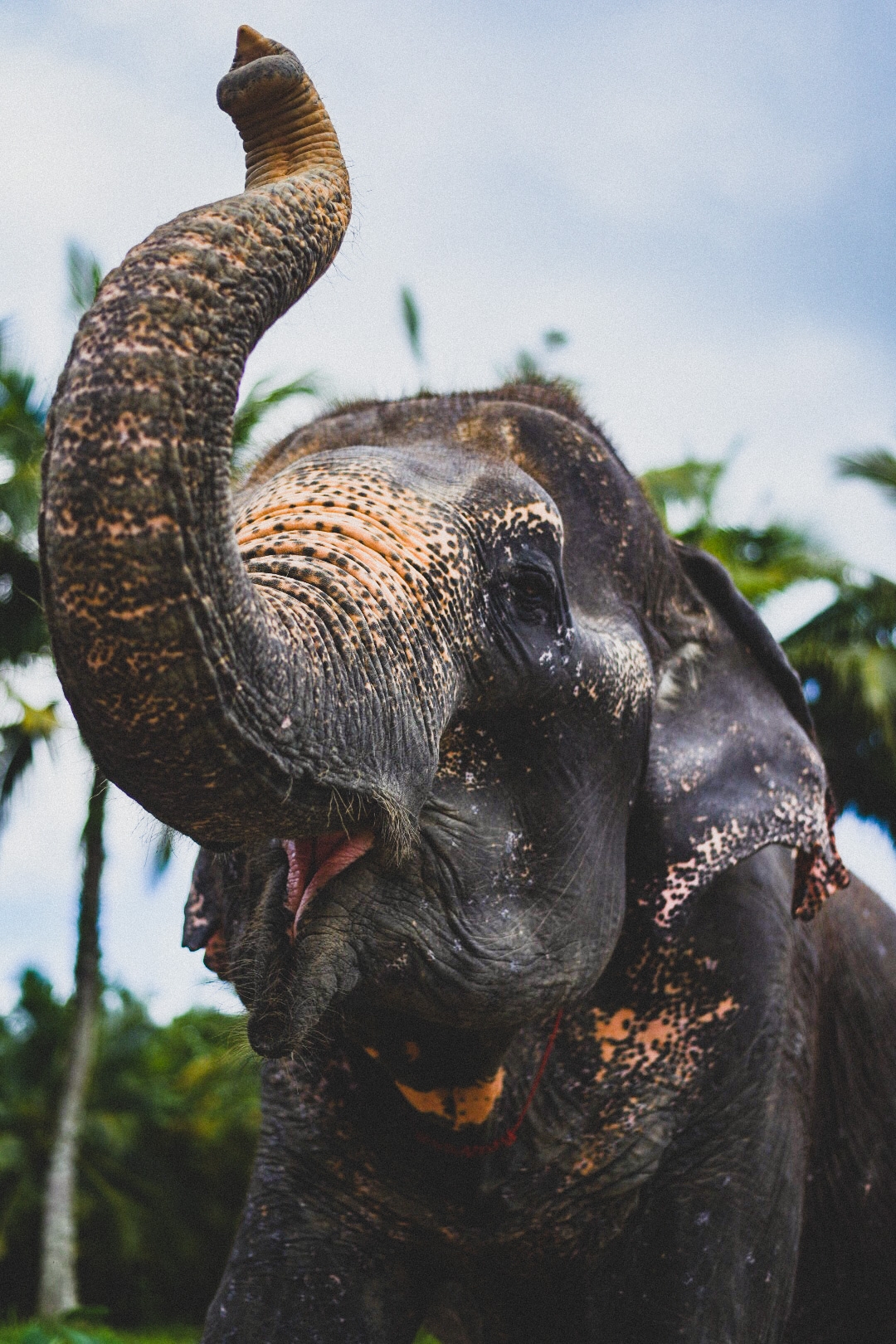 Why Do Elephants Love Mud? It may look like play, but a mud bath is an ...