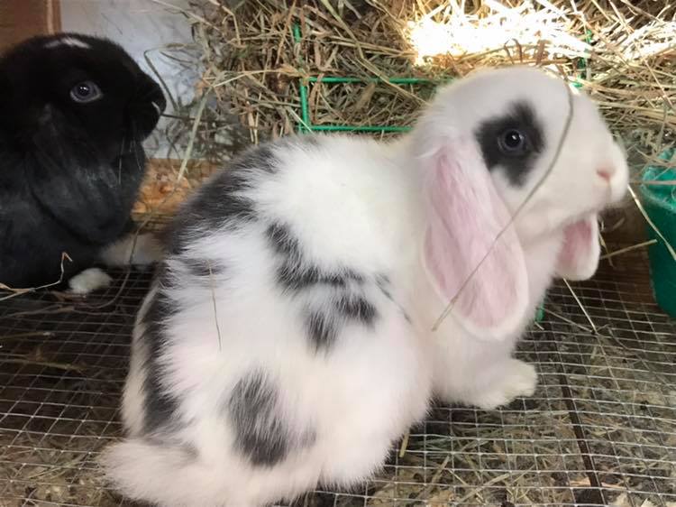 ️🎀Sweet babies enjoying their... - Heavenly Hoppers Rabbitry