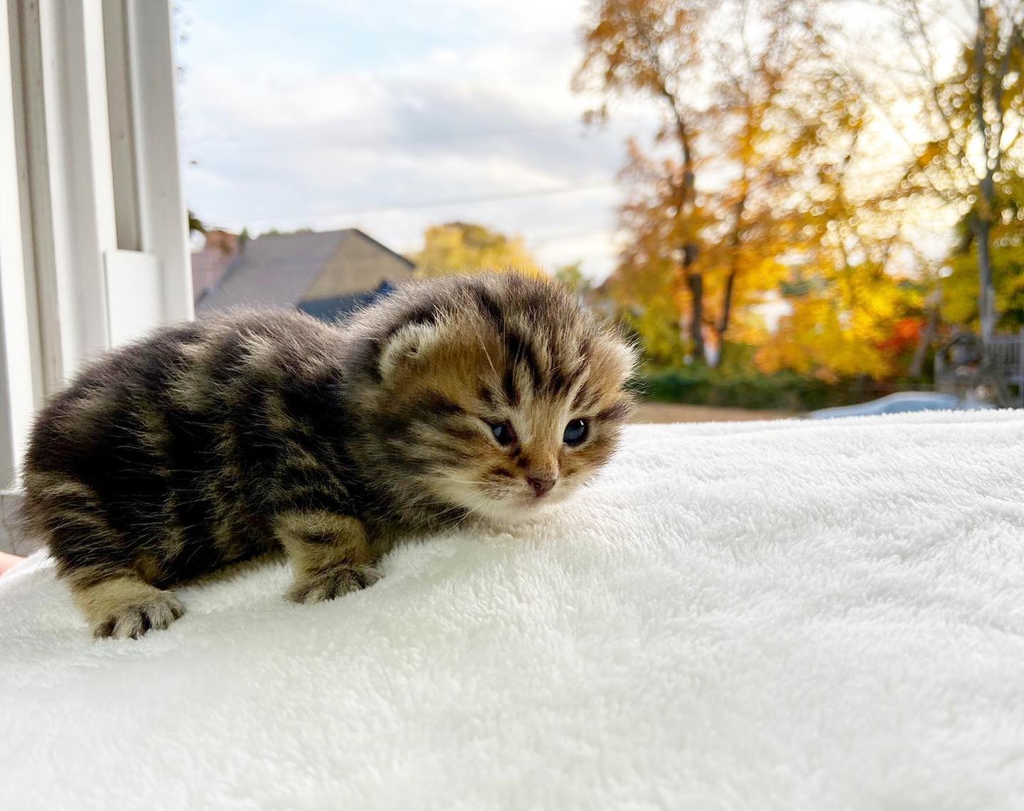 ⭕️Available⭕... - Twilight et Spring British Shorthair Cattery