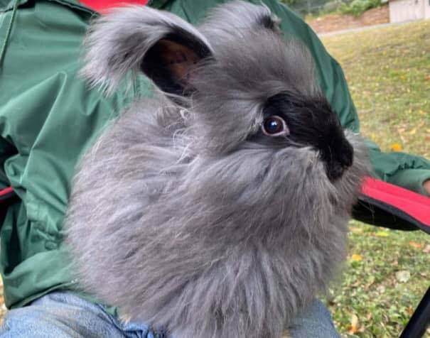 L&A Rabbitry - Angora, Lionhead, Holland Lop & Mixes