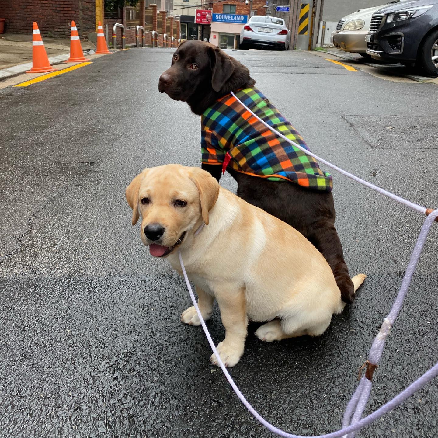 แต่งตัว สิเด๋อแบบนี้ รับรองไม่หลง... - Dobby Bambii labrador | Facebook