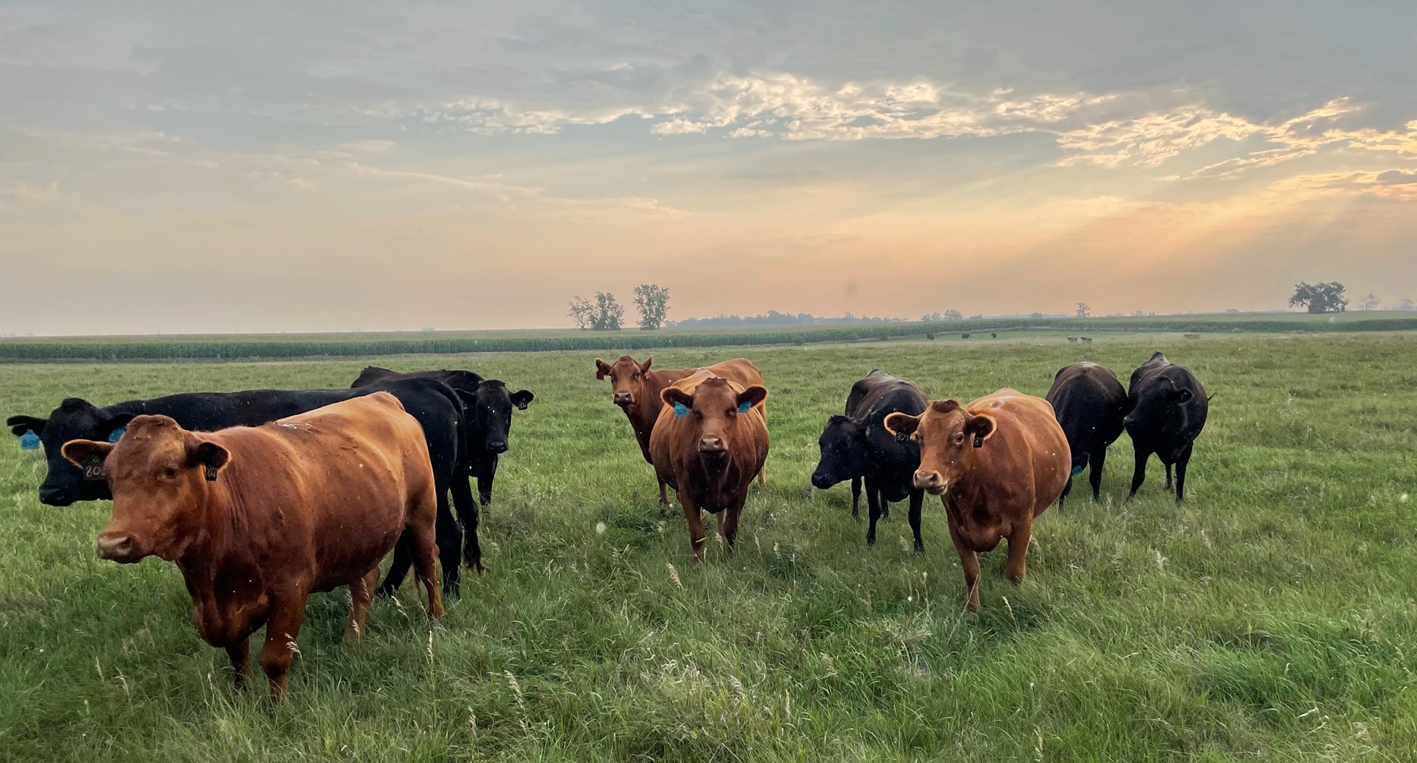 Monument Wagyu | Dimock SD