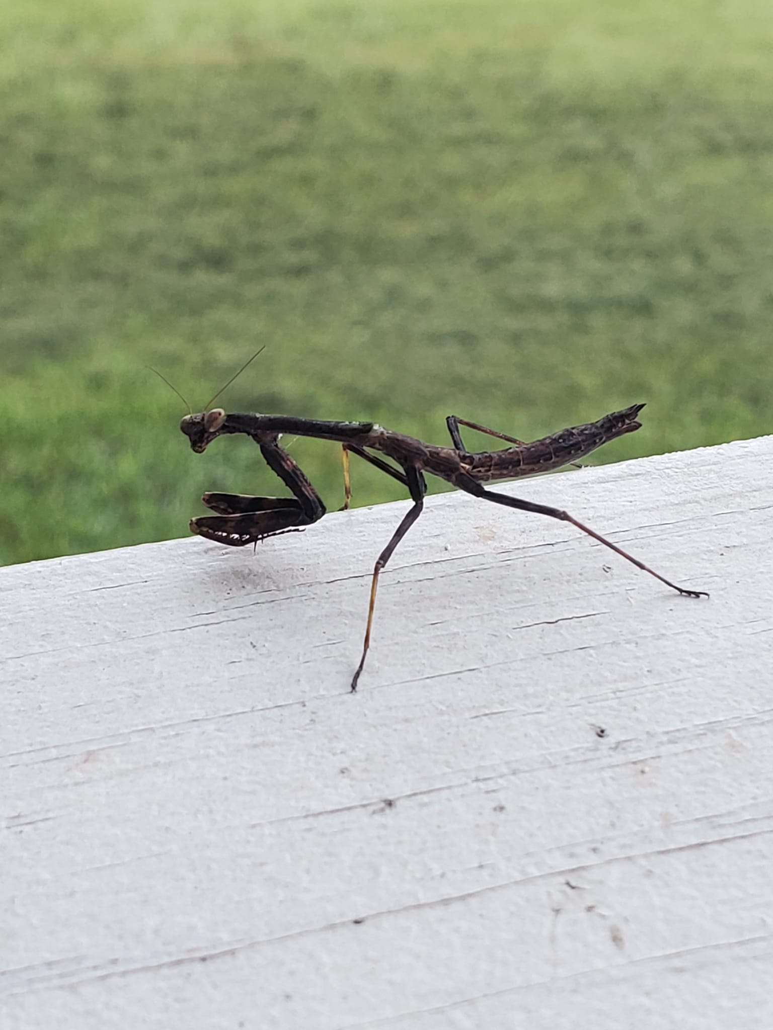Never seen this small & this colorI'm thinking Praying Mantis?