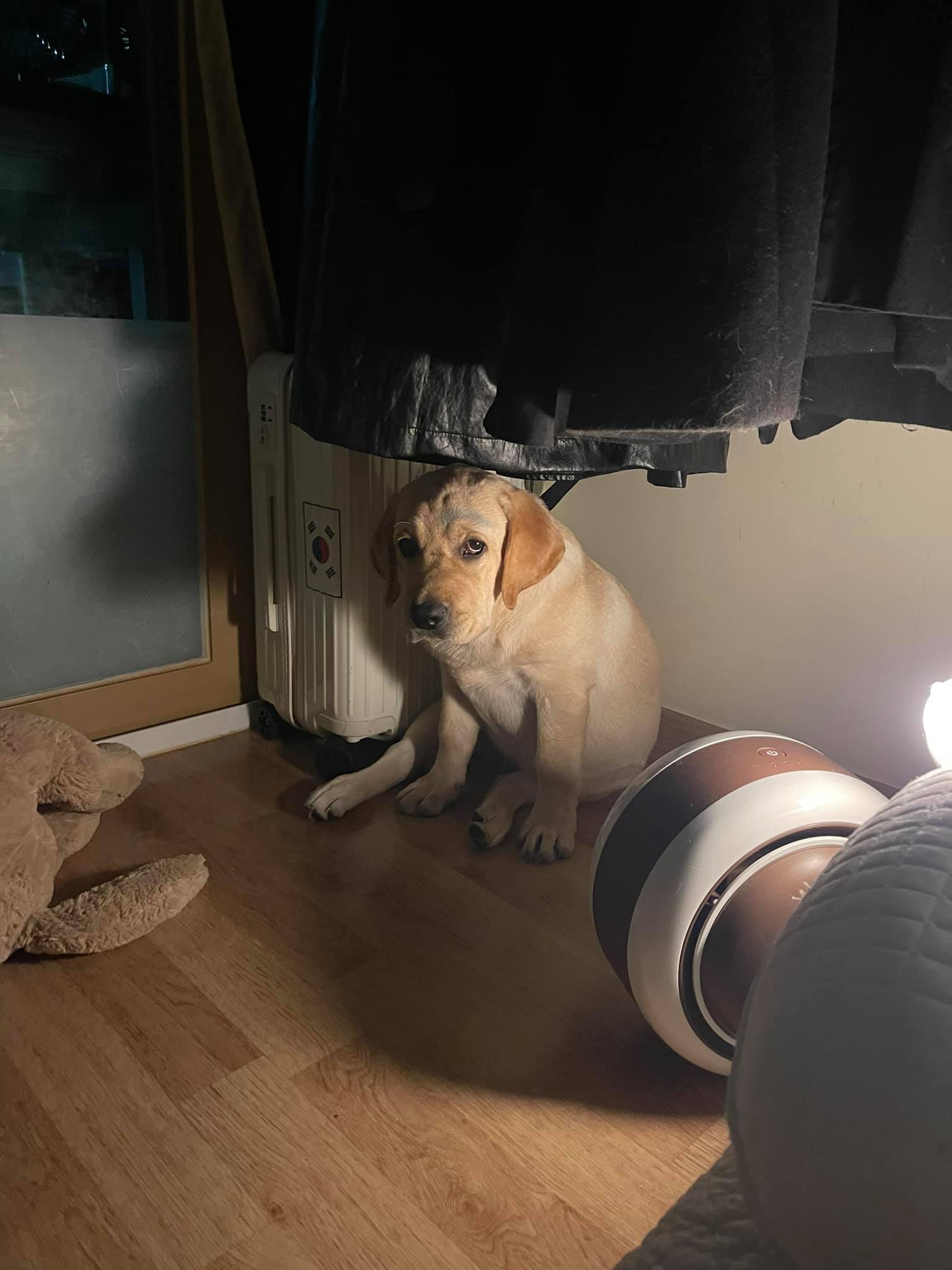 คิดว่าตัวเองเป็นดาราหรอ... - Dobby Bambii labrador | Facebook