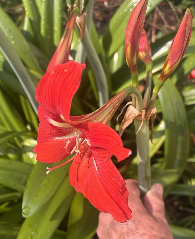 Can't remember the name of this lovely lily.🧡🤍 #lily #flowers